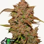 Cannabis seeds CRYSTAL METH Auto from Fast Buds